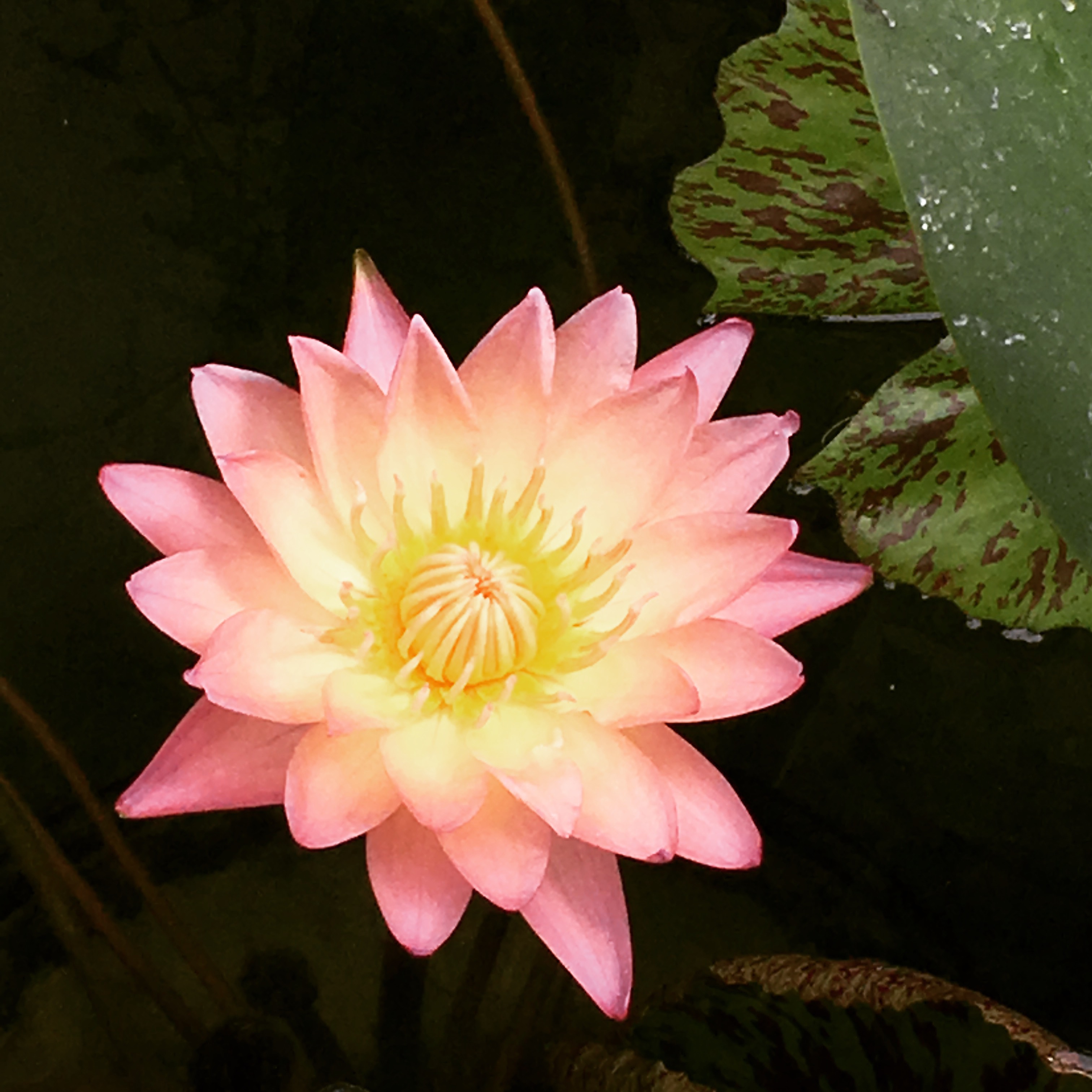 Pink and yellow pond lily